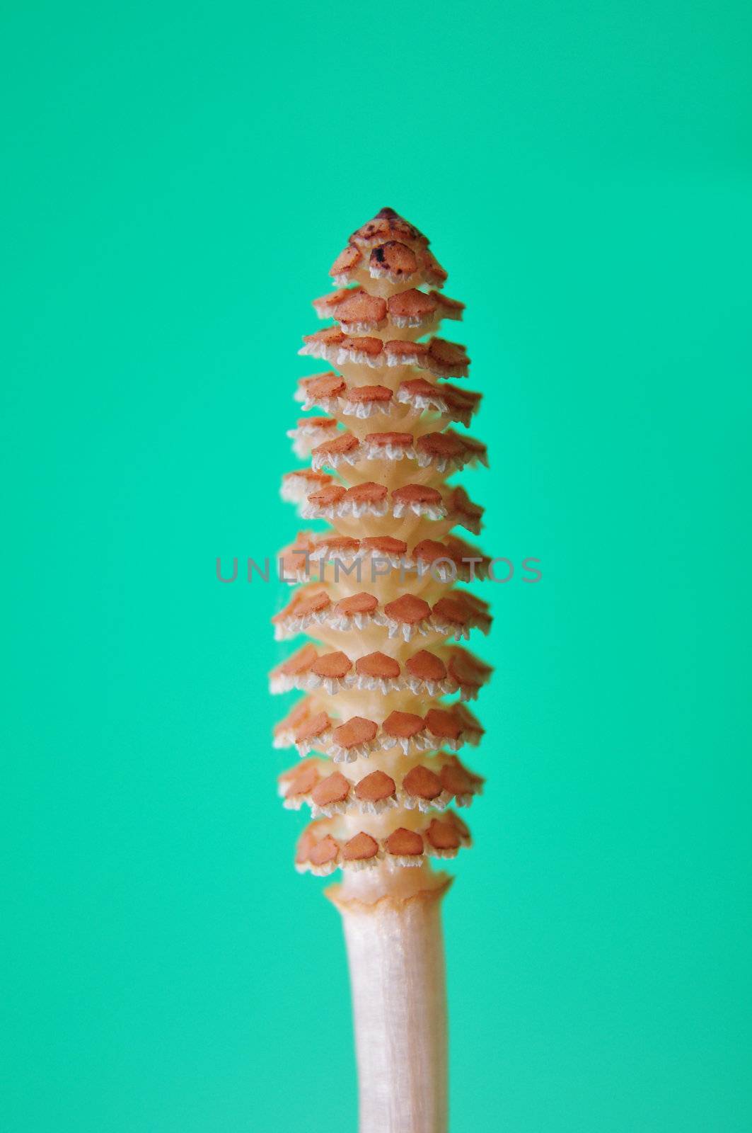 Horsetail flower (Equisetum)