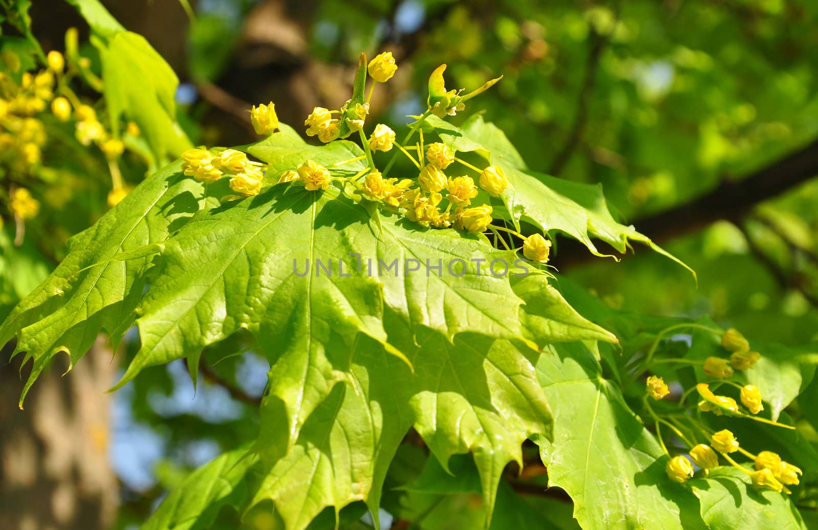 Maple flowers (Acer)