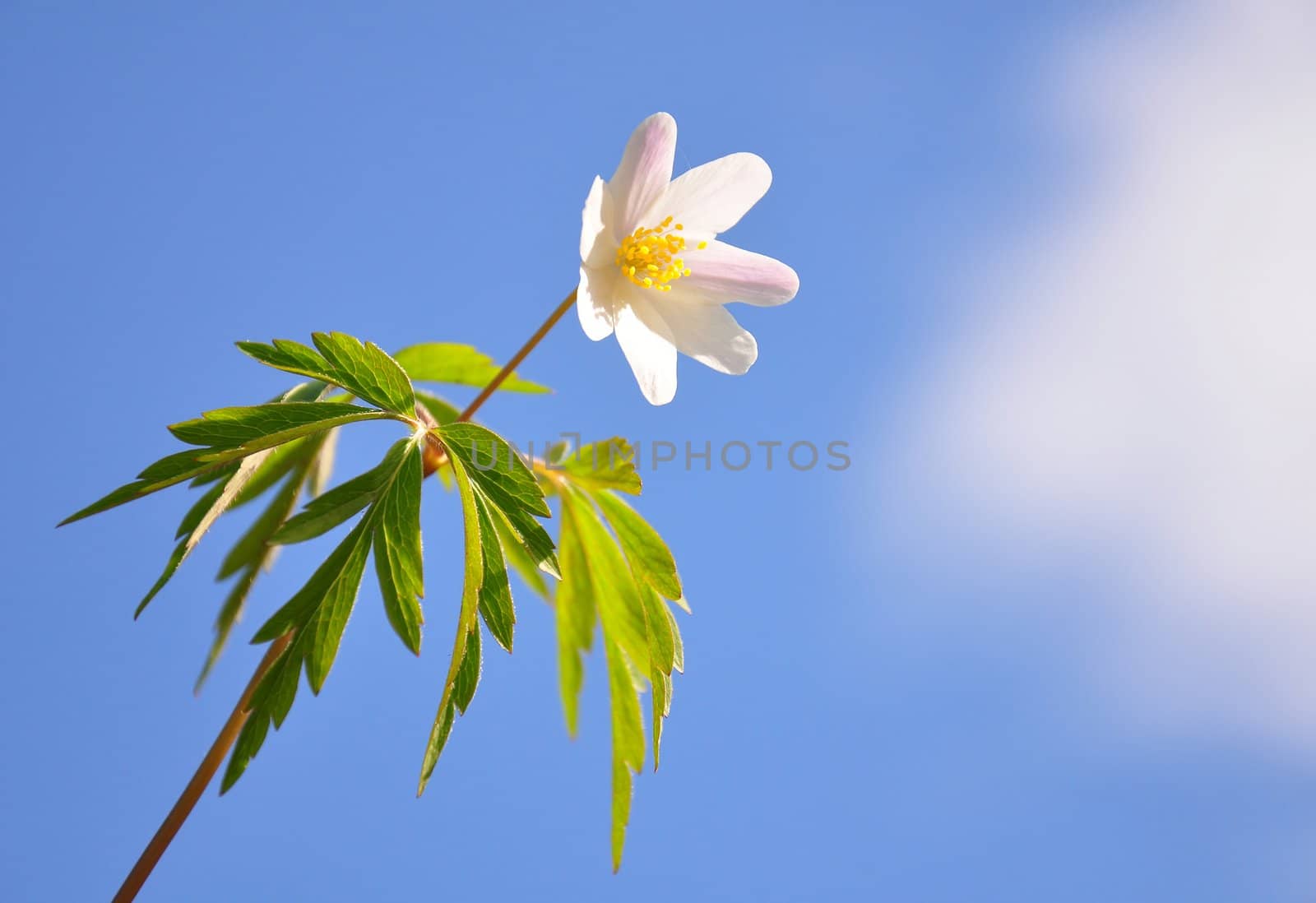 Wood anemone by rbiedermann