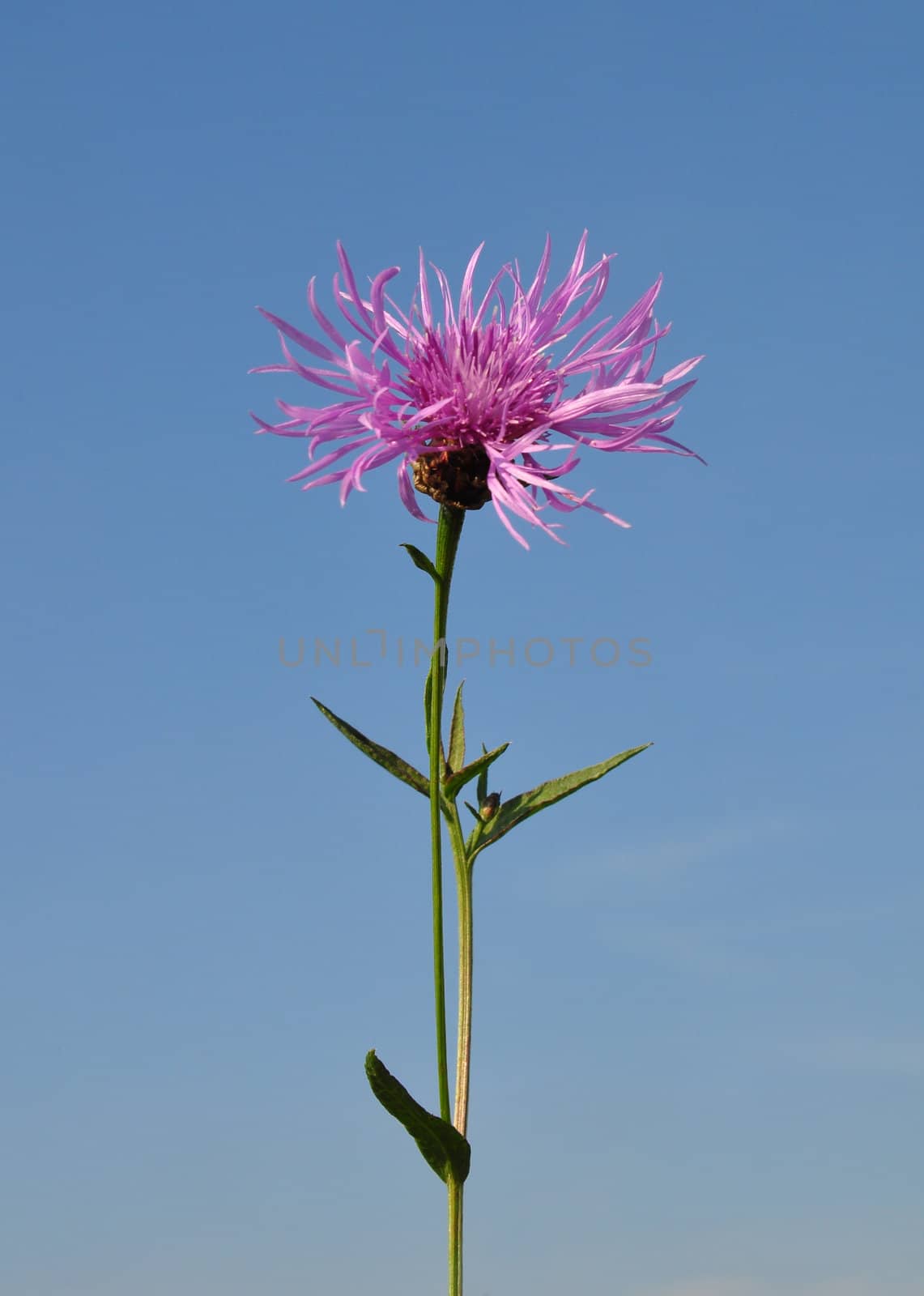 Brown knapweed (Centaurea jacea) by rbiedermann