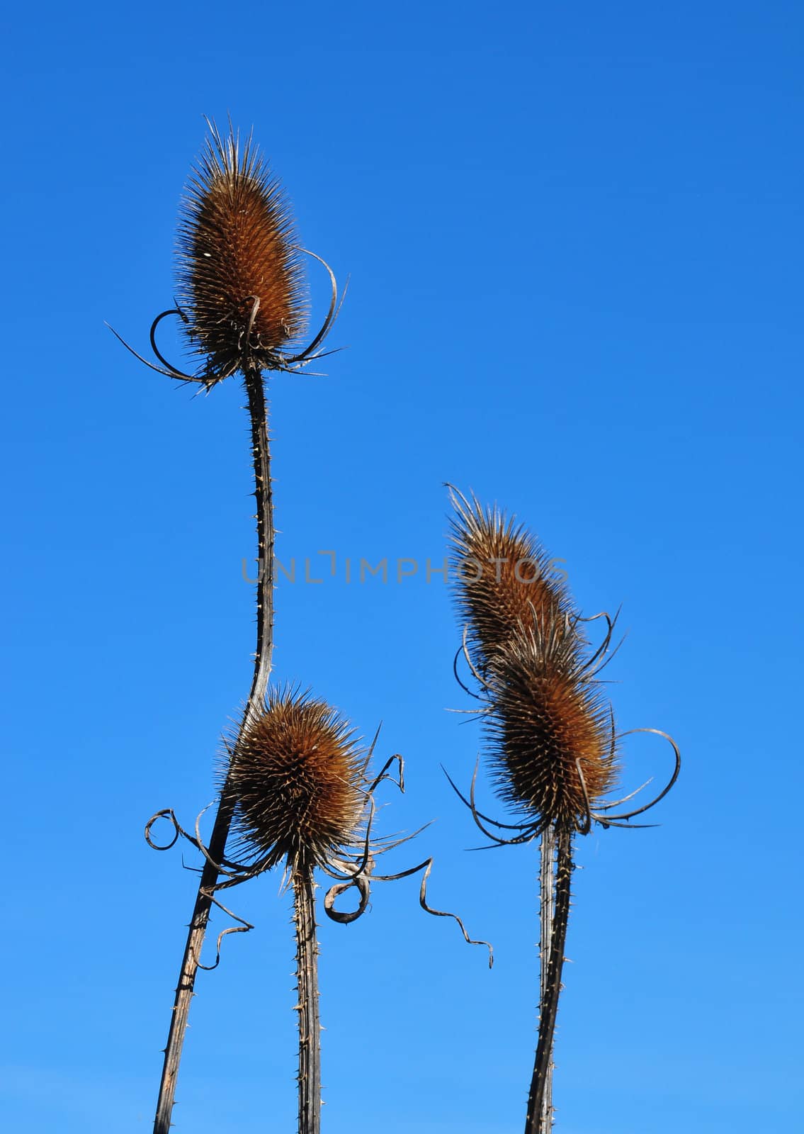 Fuller's teasel (Dipsacus fullonum) by rbiedermann