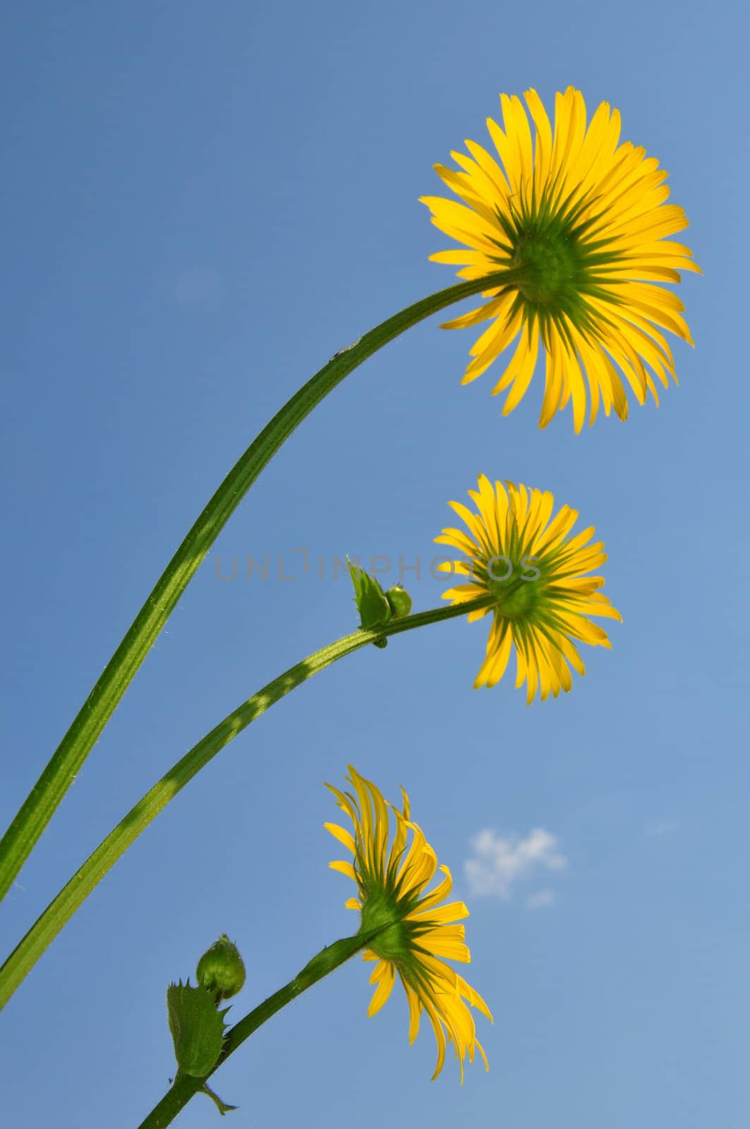 Leopard's Bane (Doronicum orientale) by rbiedermann