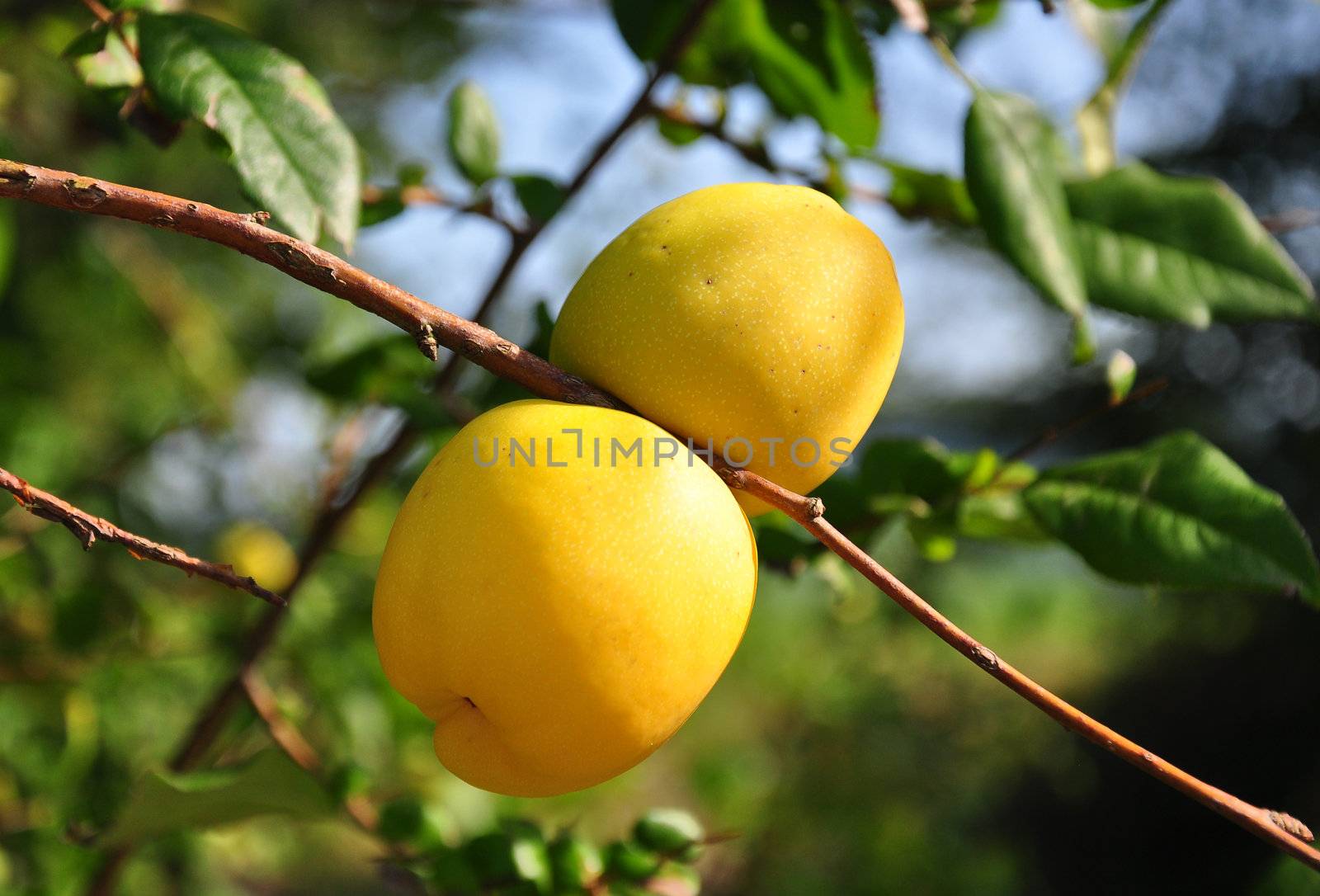 Chinese quince fruits (Chaenomeles speciosa) by rbiedermann