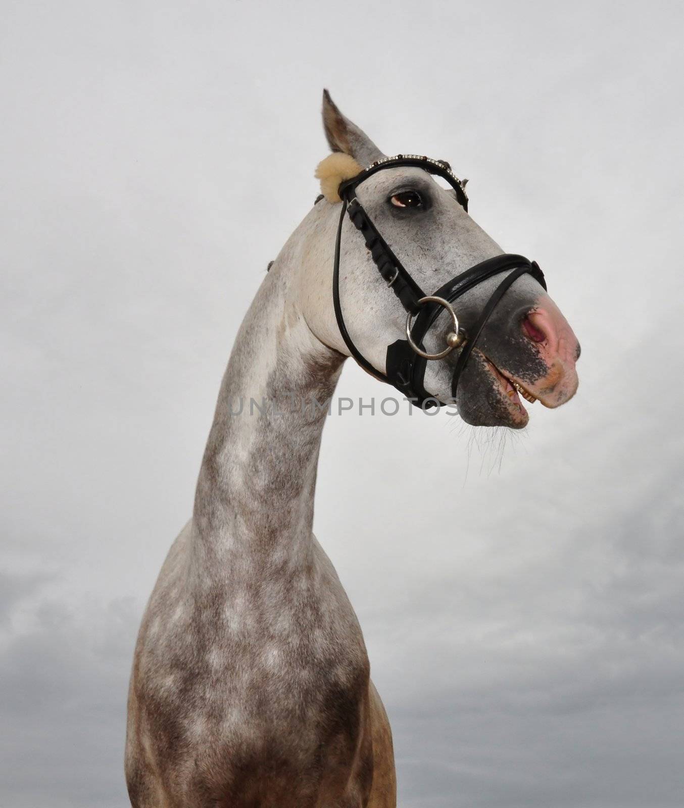 Crazy horse by rbiedermann