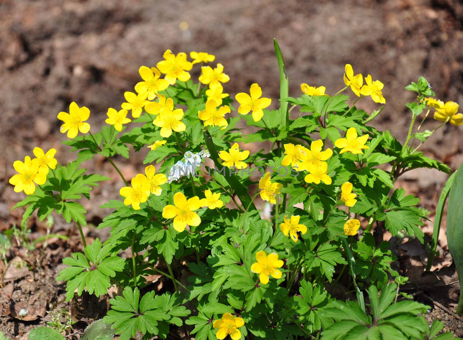 Yellow anemone (Anemone ranunculoides)