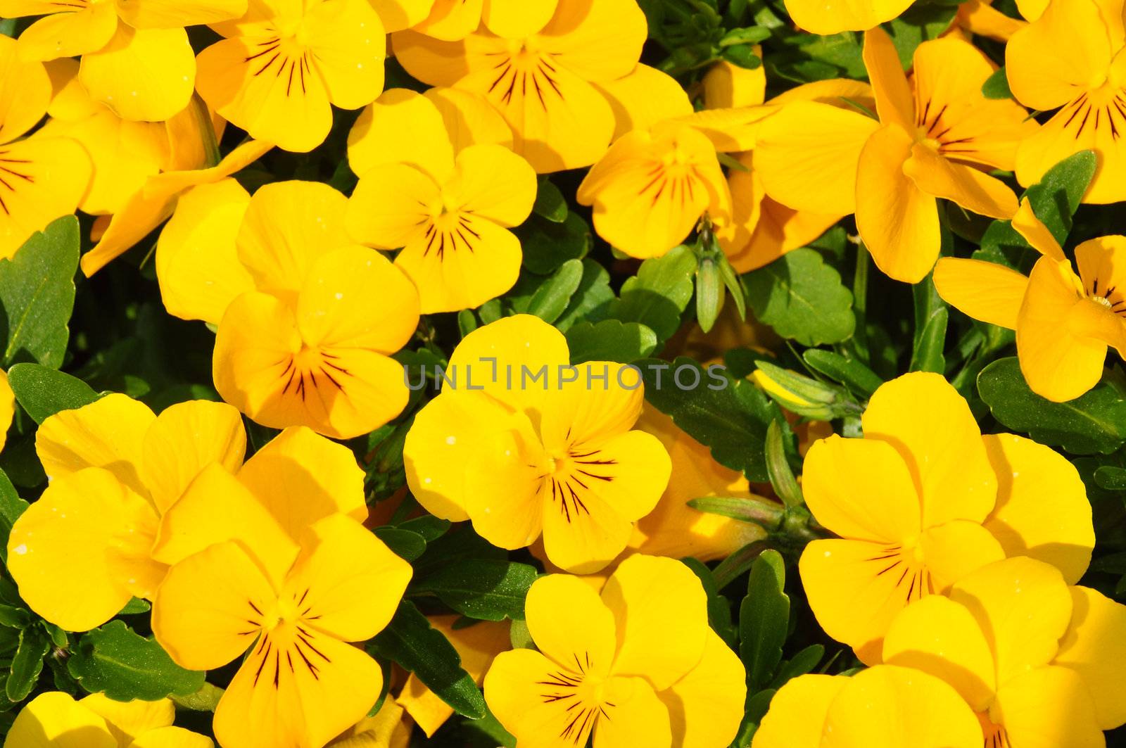 Yellow pansies