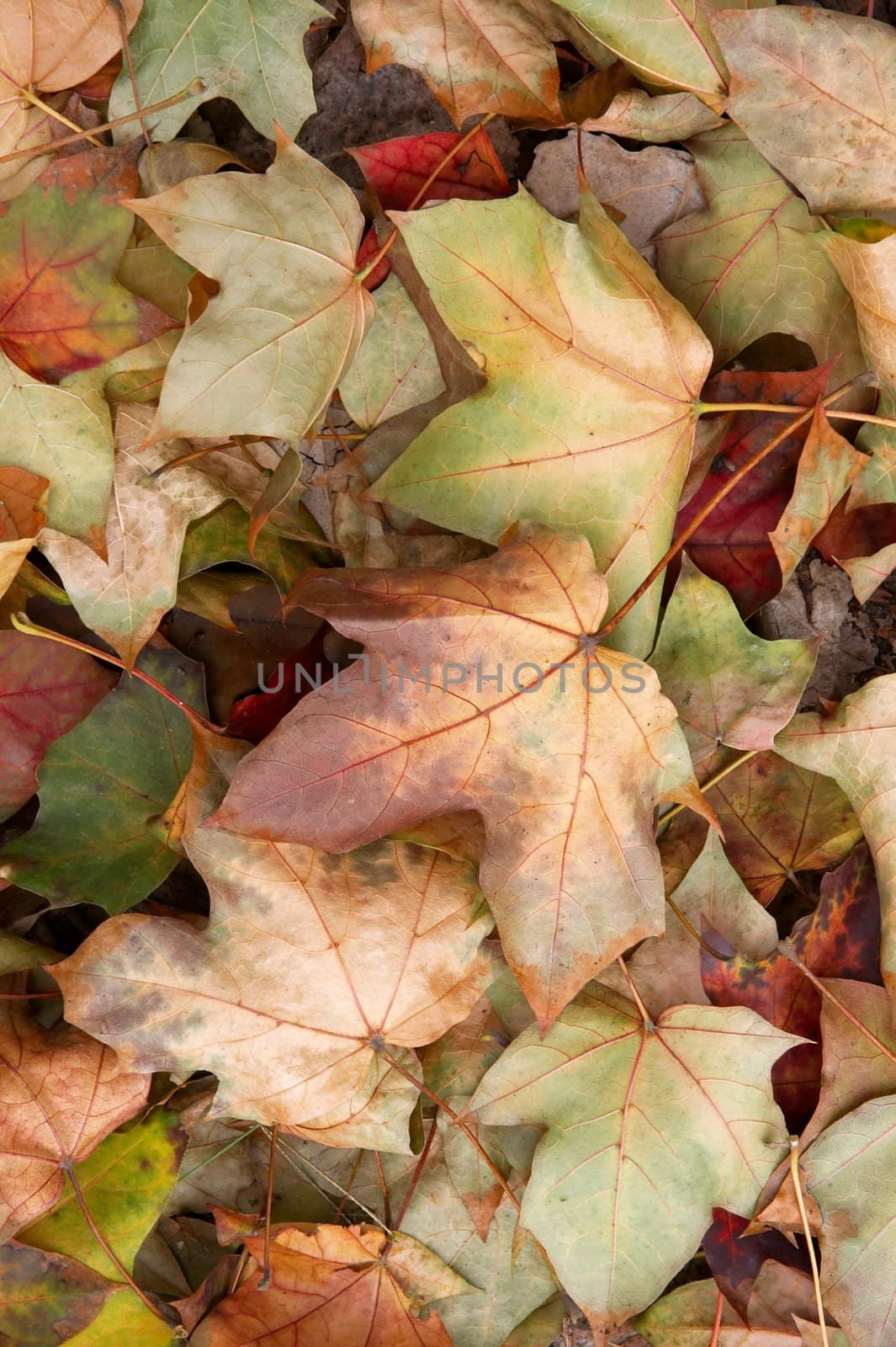 Pile of colorful fallen leaves on the ground