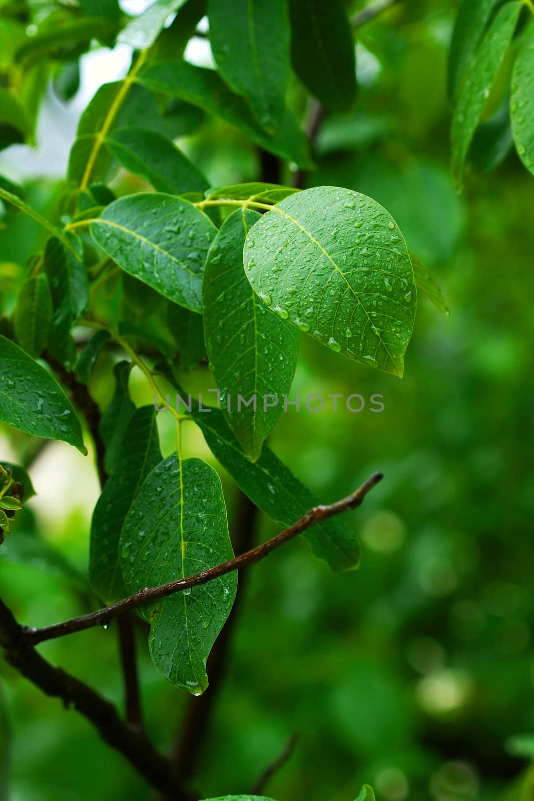 Raindrops on the green leaves of a forest