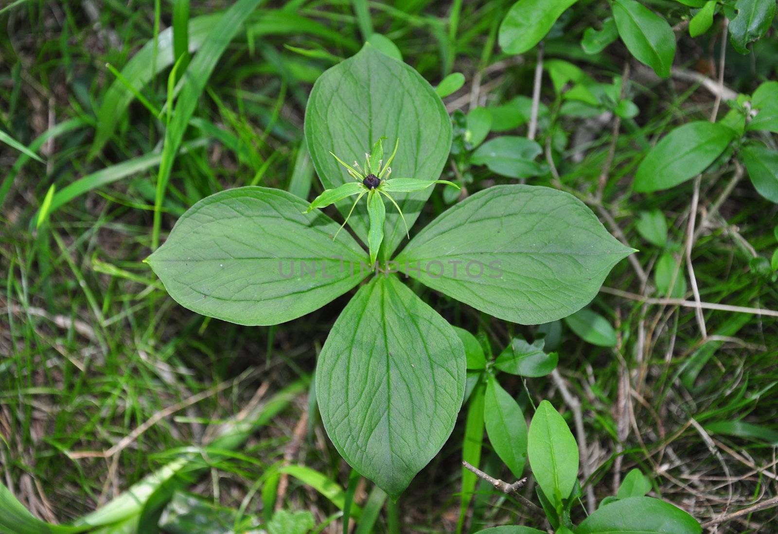 Herb paris (Paris quadrifolia)