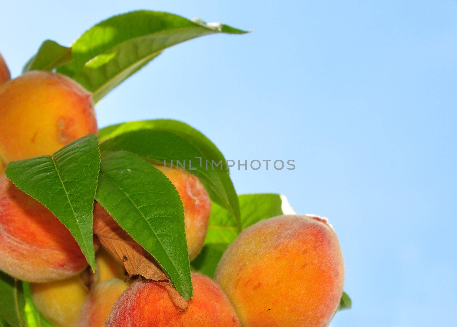 Peaches on tree