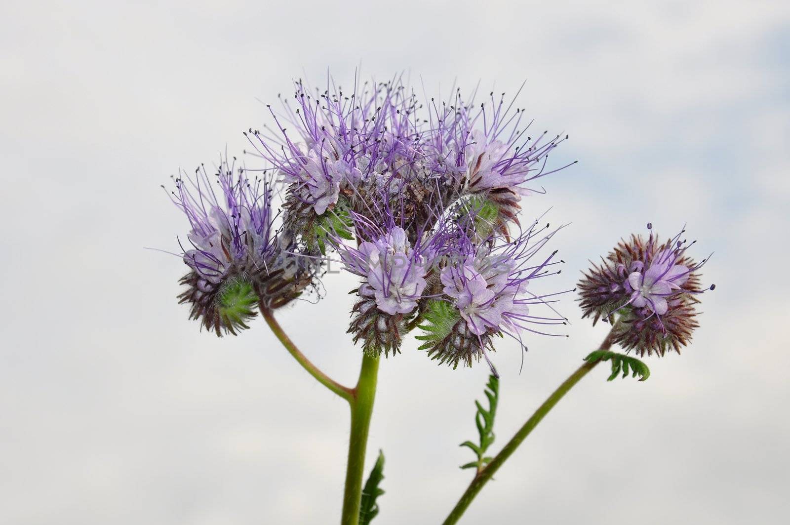 Phacelia, Scorpionweed (Phacelia tanacetifolia)