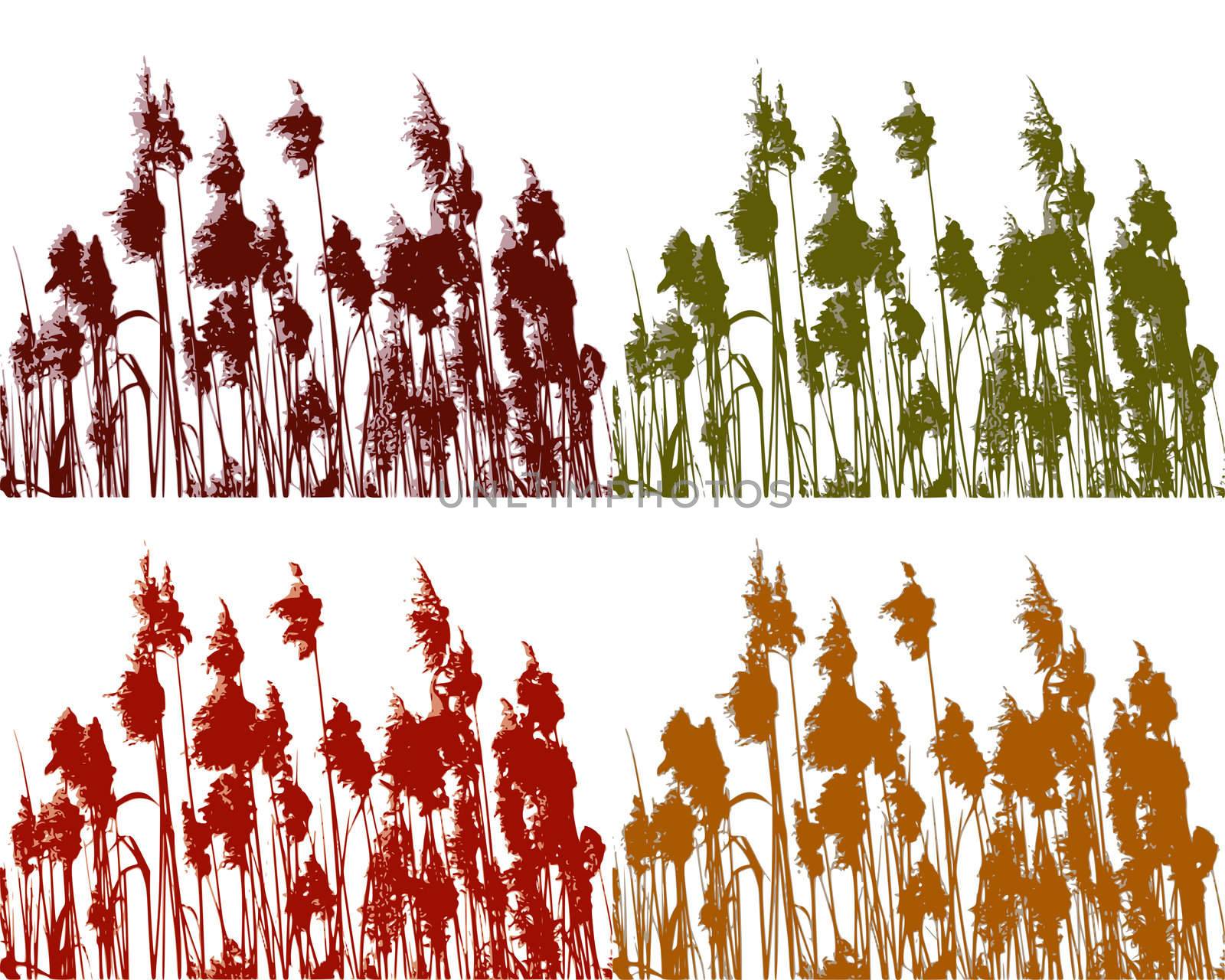 Reed in four colours