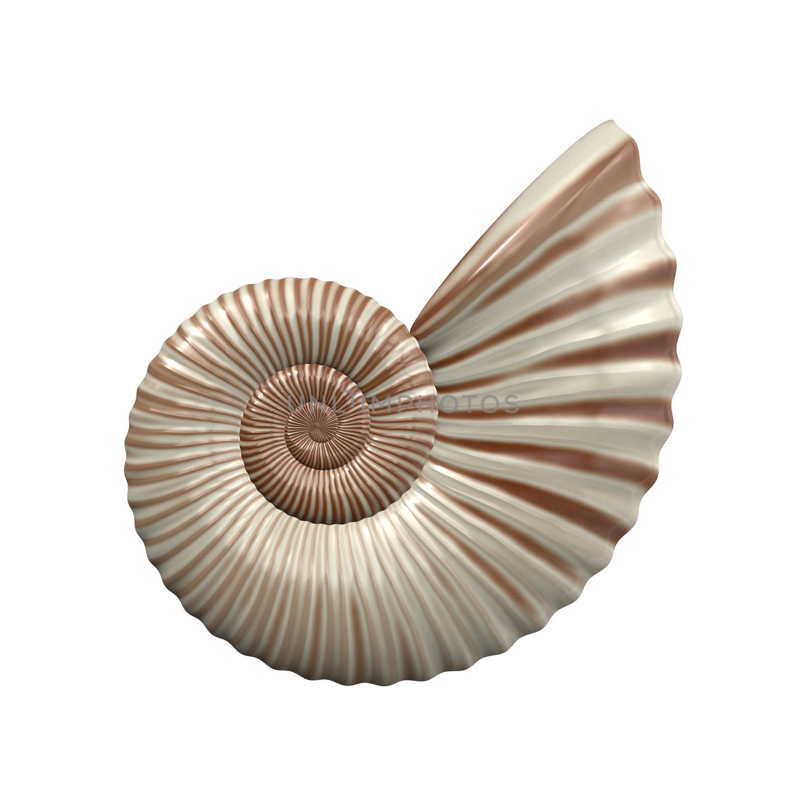 sea shell by magann
