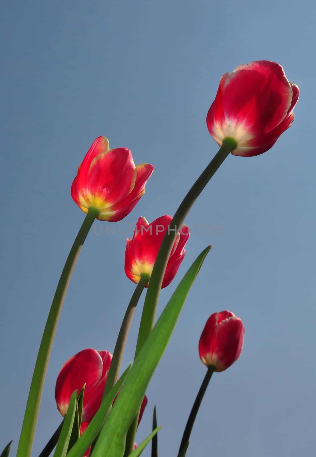 Red tulips by rbiedermann