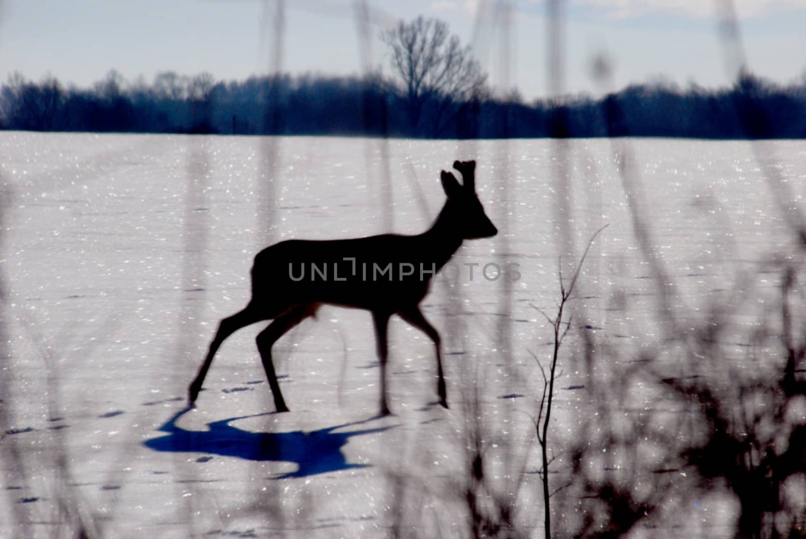 Blured silhouette of deer in winter by sauletas