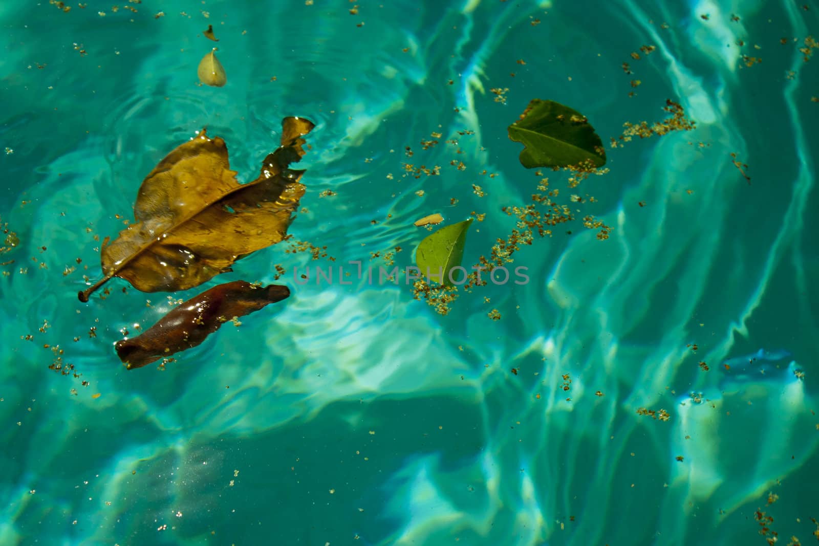 Leaves floating in Arizona pool