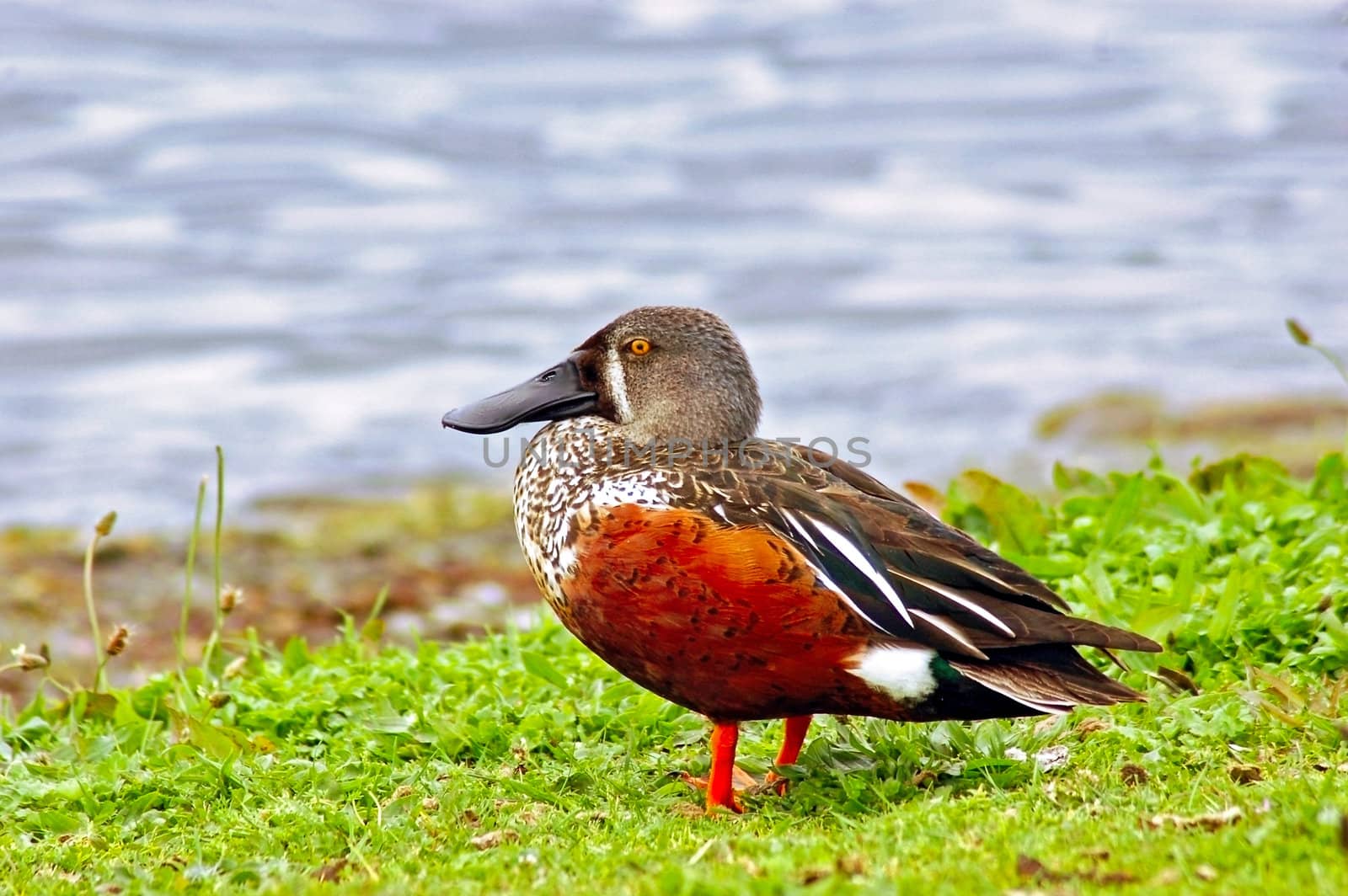 A New Zealand Shoveller duck on lakeshore