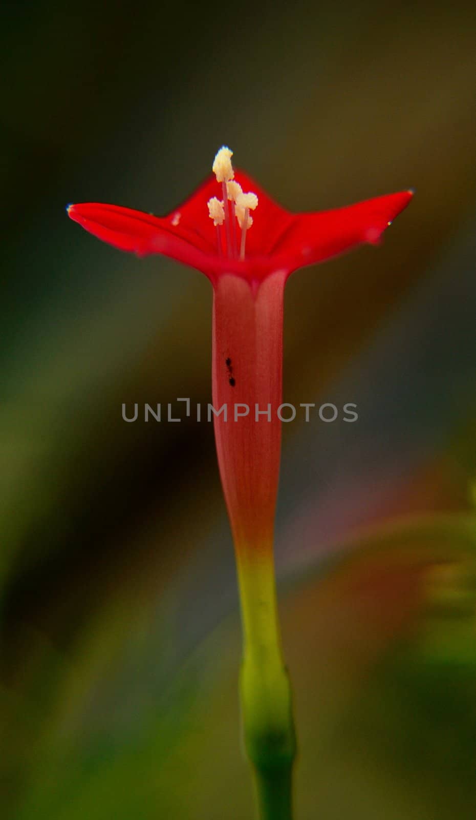 a tiny red flower