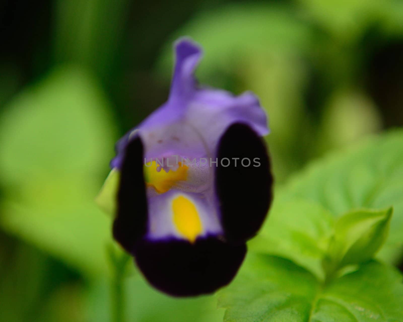 a little purple flower with black padels