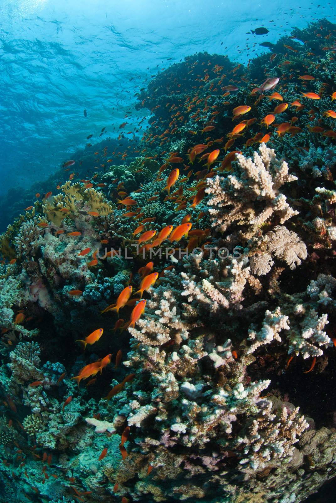 The view of schooling fish swimming around a sunlit reef, Red Sea, Egypt