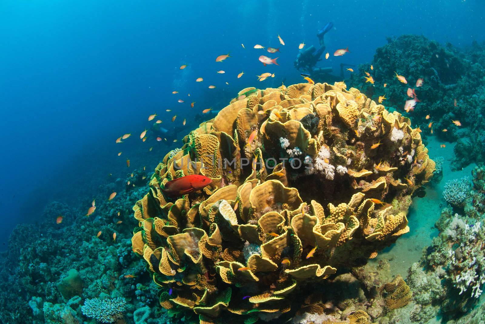 General reef scene with fairy basslets swimming around some coral, Dahab, Egypt