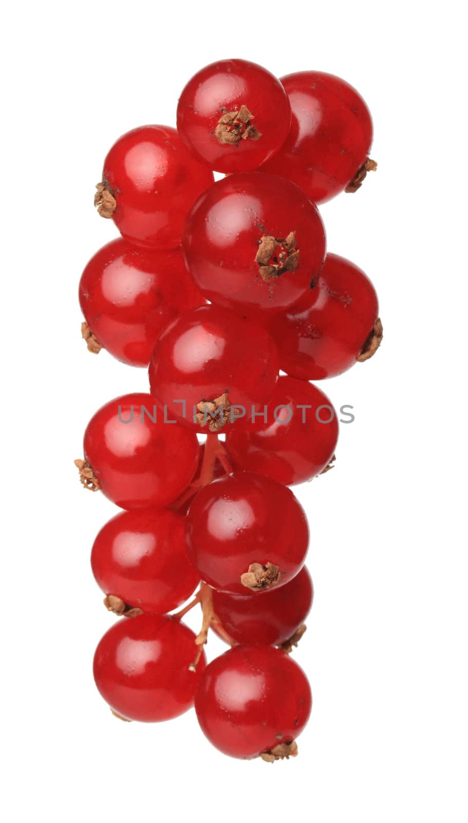 A bunch of redcurrants isolated against a white background.