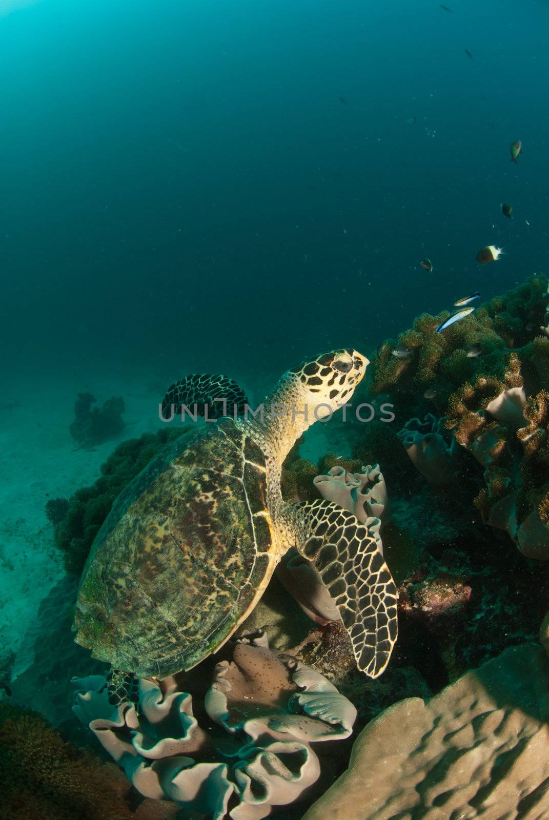 The view of a green turtle swimming across coral on a reef, Seychelles