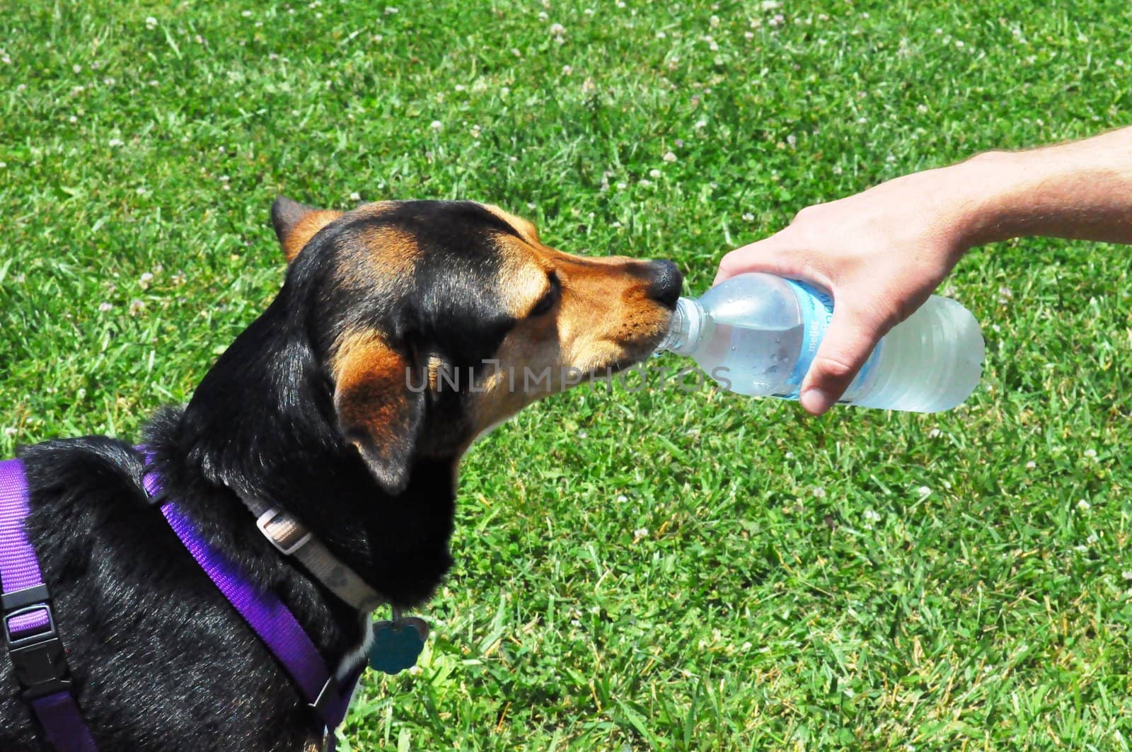 Dog drinking water by RefocusPhoto