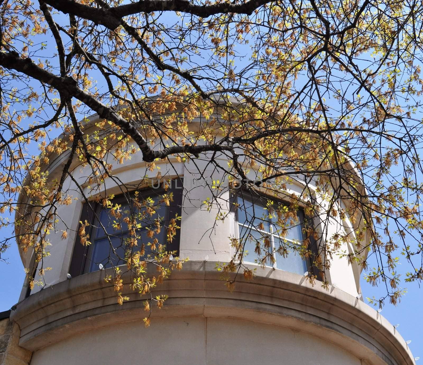 Georgetown Texas architecture and tree