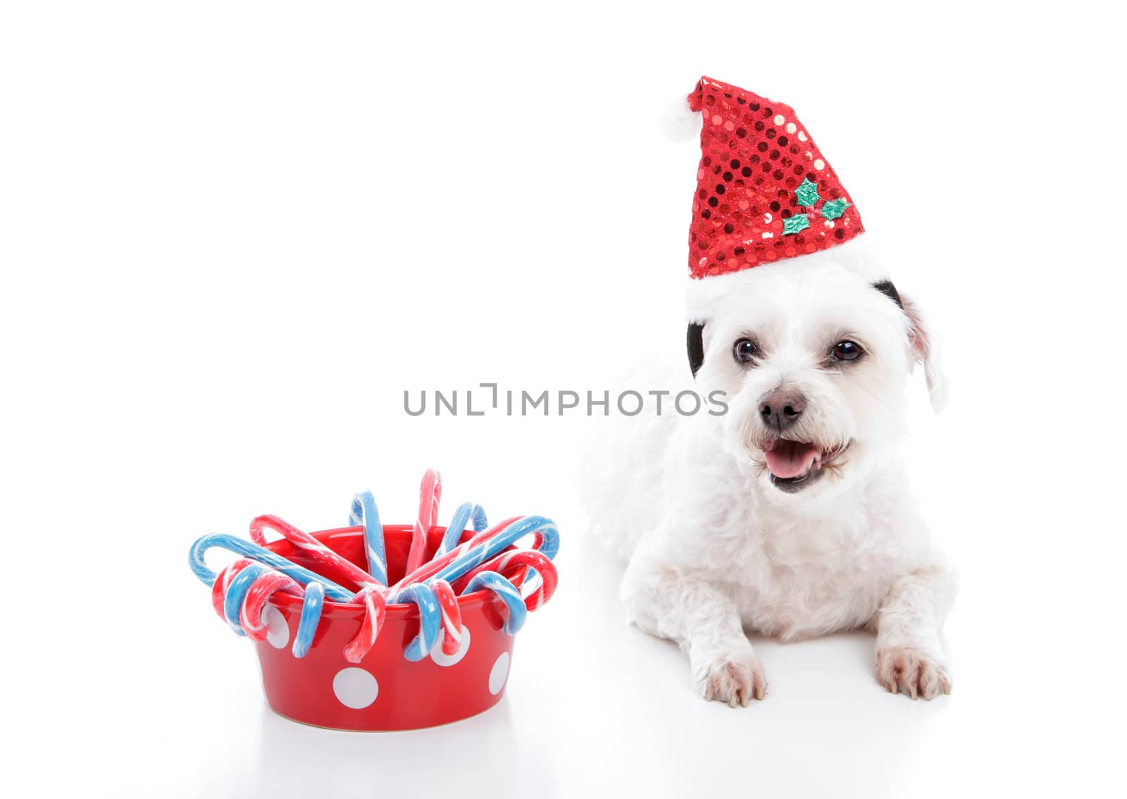 A small white maltese terrier lying beside a bowl of sweet red and blue Christmas candycanes 