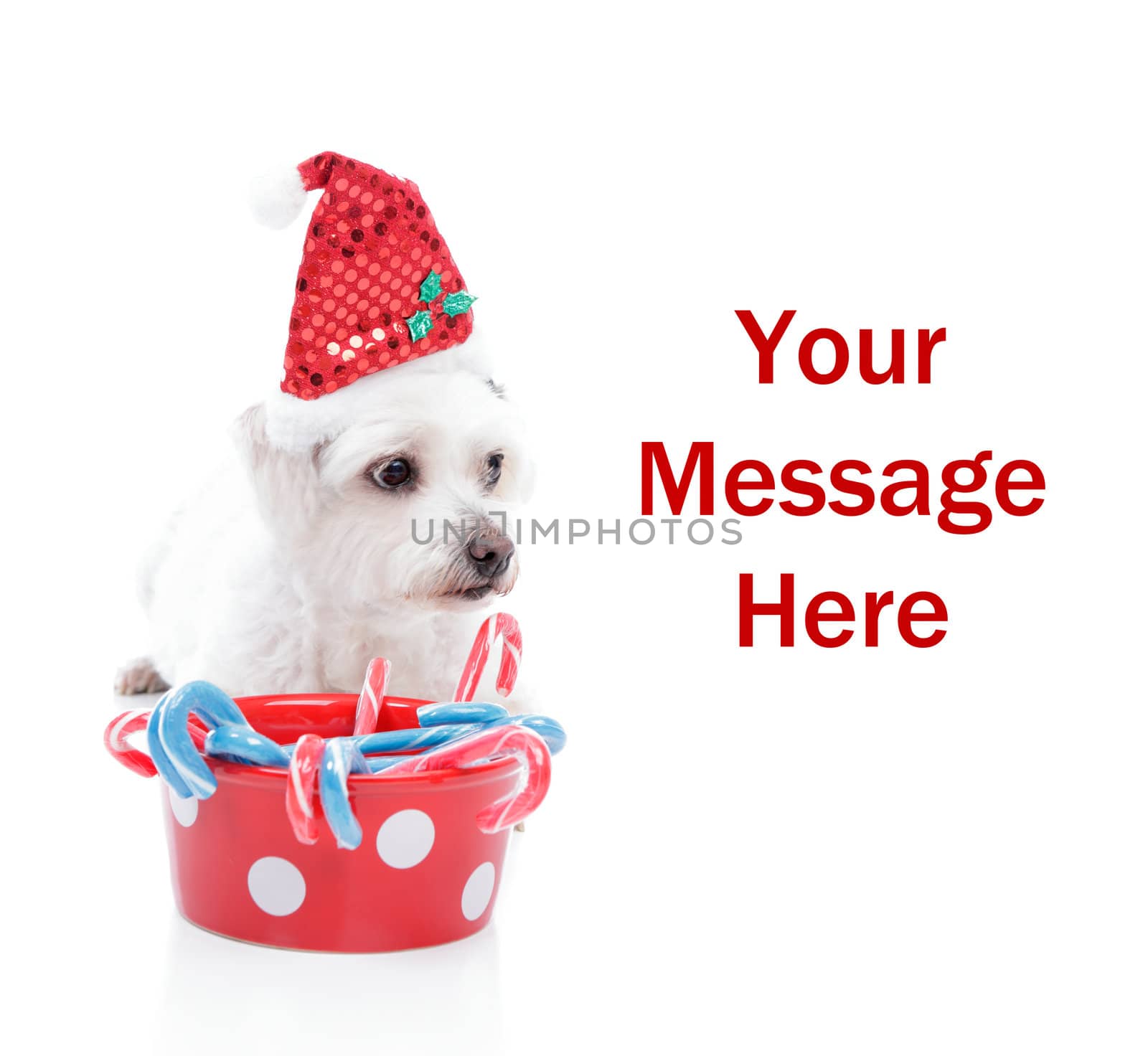 Cute white maltese dog wearing a Christmas hat, with space for your copy.