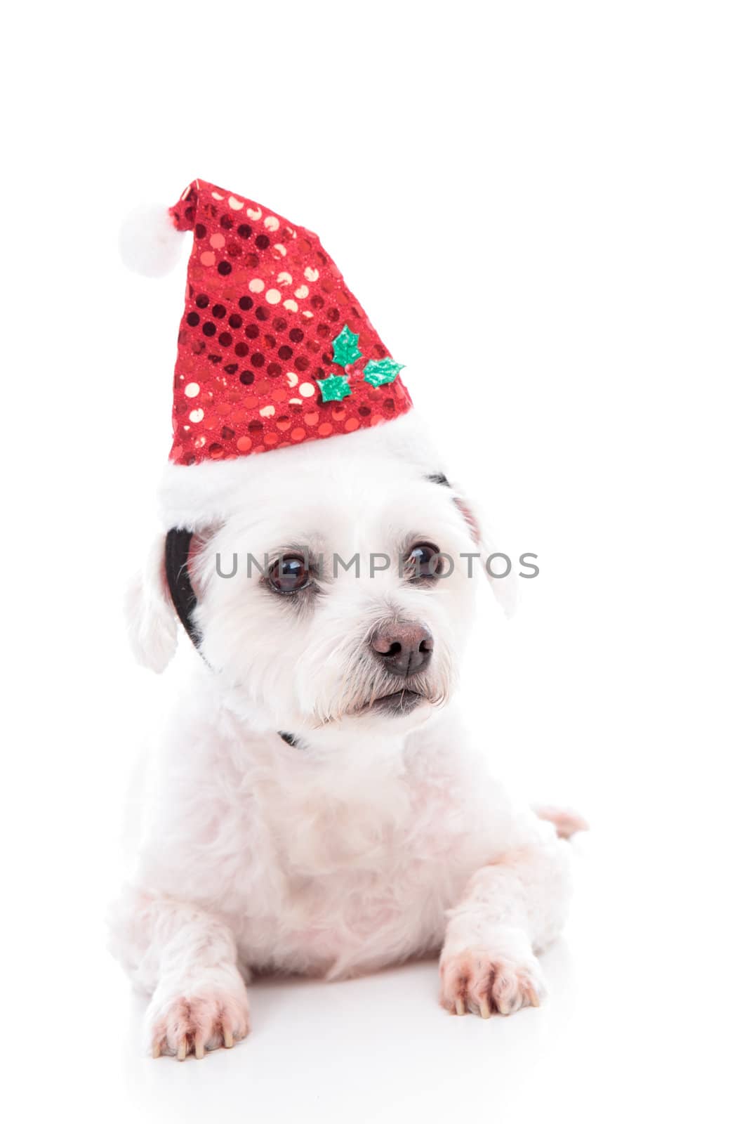 A small white maltese terrier pet dog lying down and wearing a sequin Santa red hat.