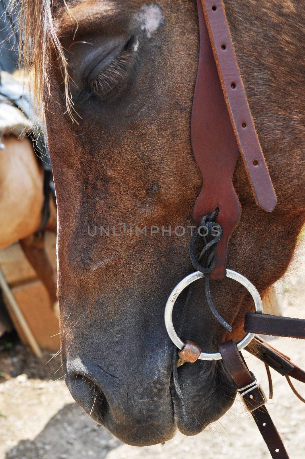 Horse head by RefocusPhoto