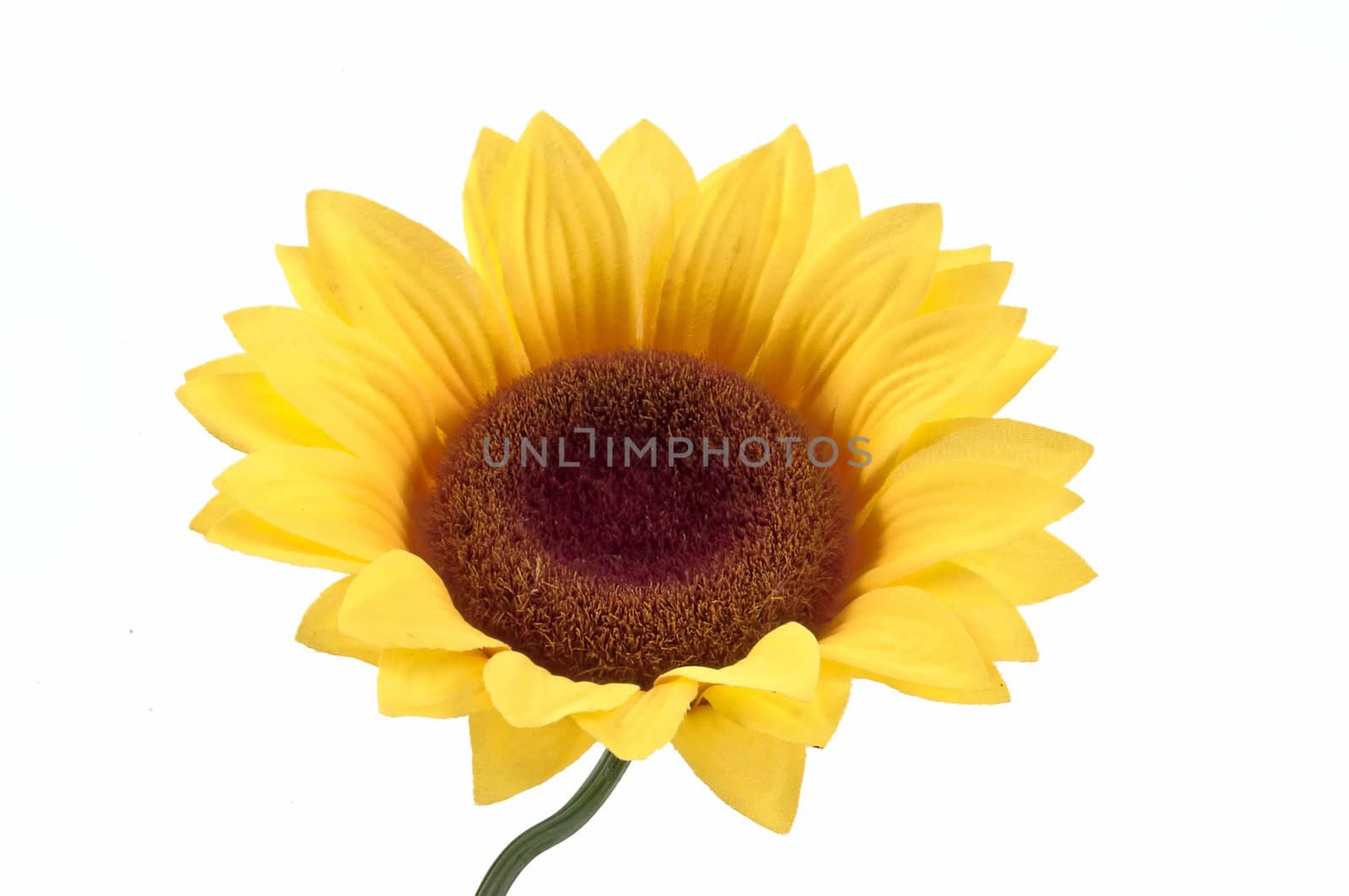 Yellow open sunflower decoration in white background