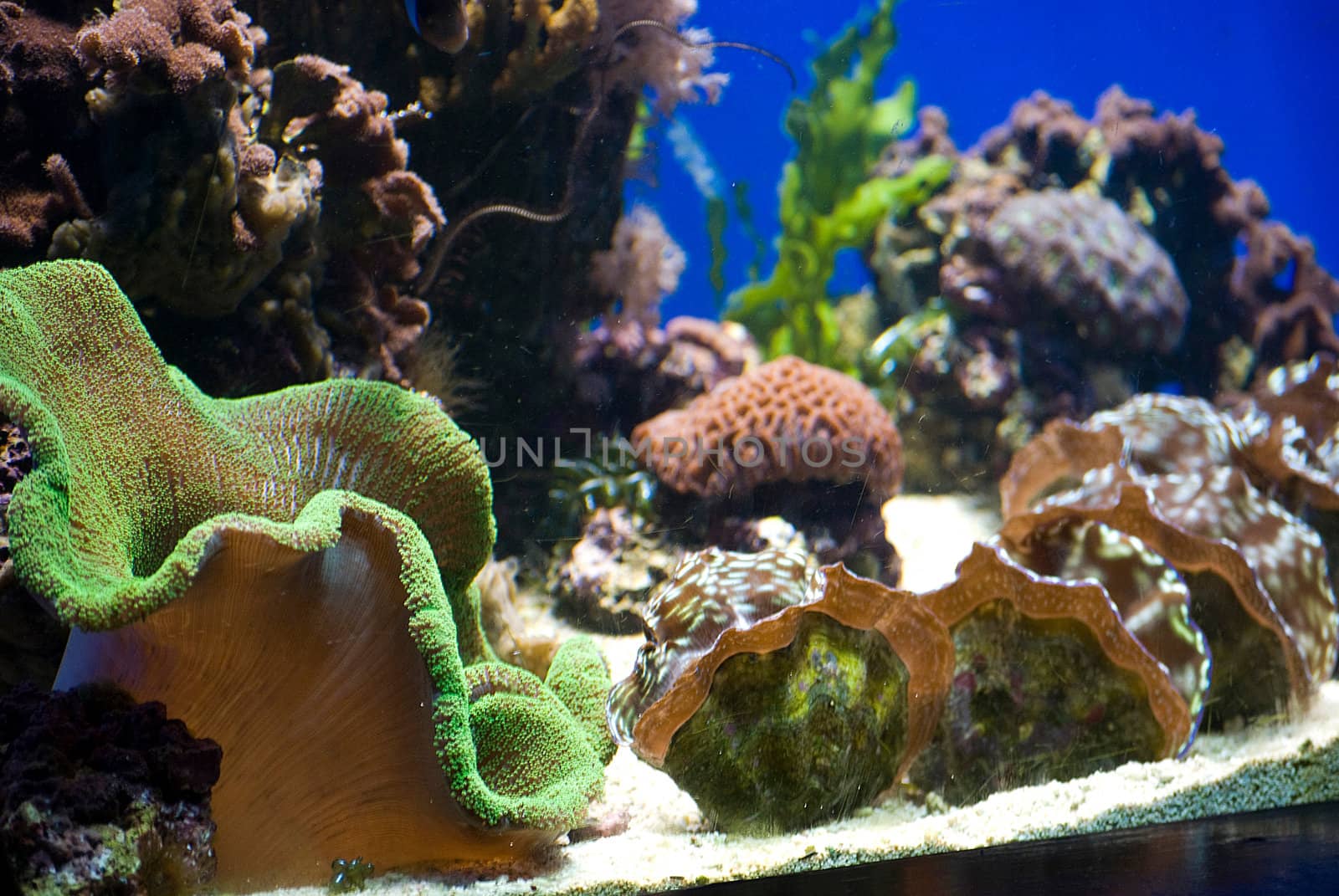 aquarium with fish and corals by Dessie_bg