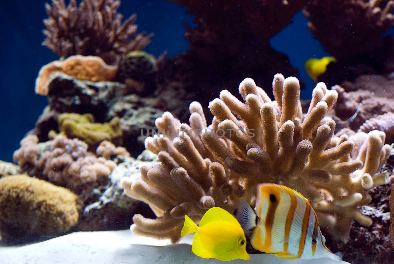 aquarium with fish and corals by Dessie_bg