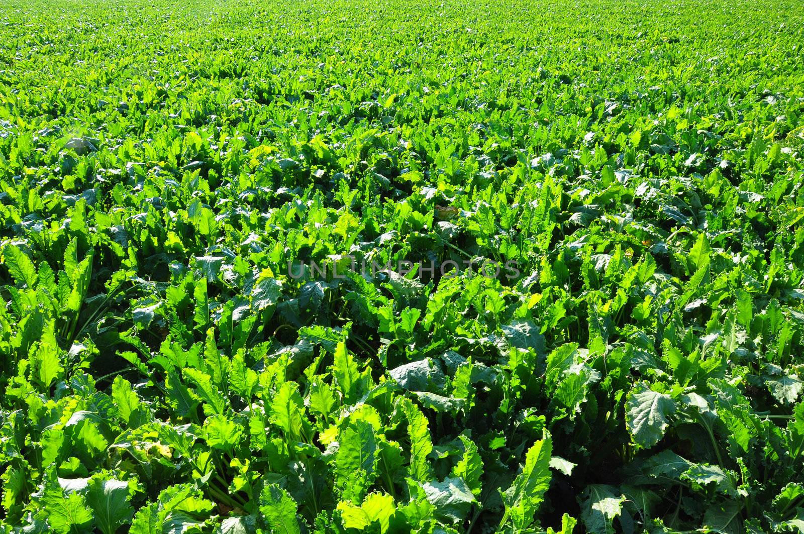 Beet field by rbiedermann