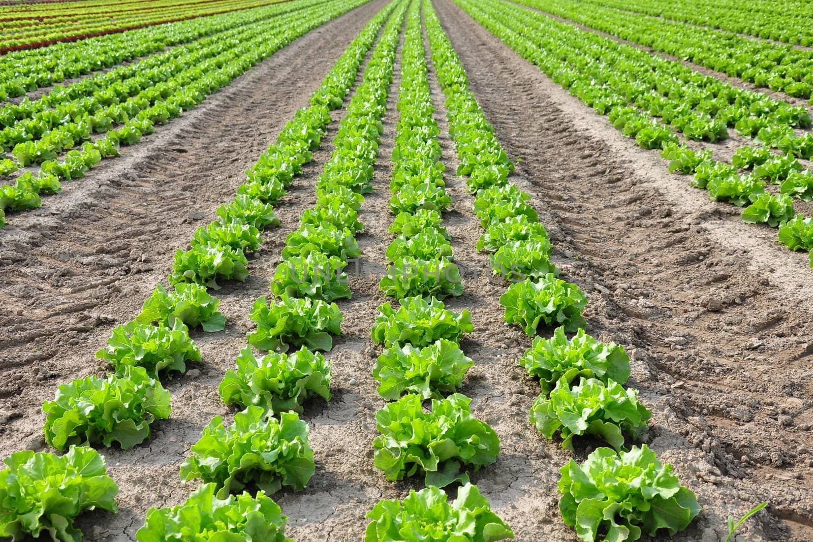 Lettuce field