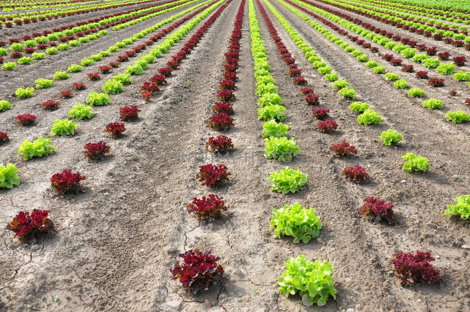 Lettuce field