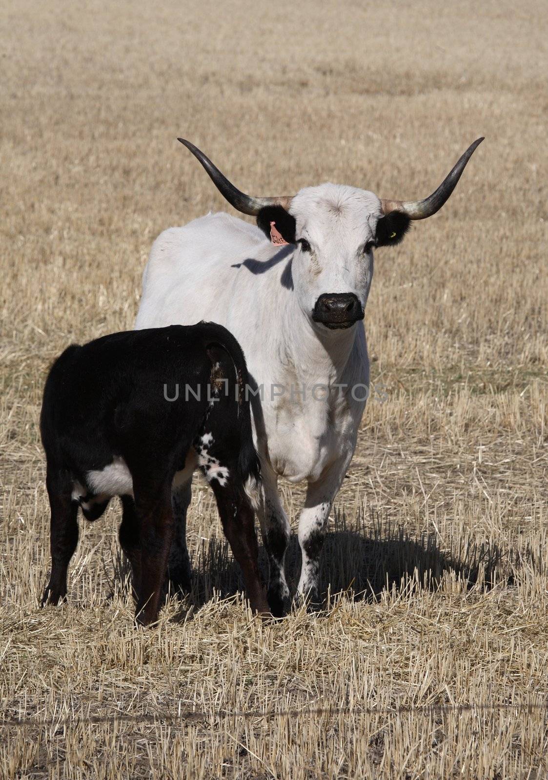 Longhorn cow with feeding calf in scenic Saskatchewan by pictureguy