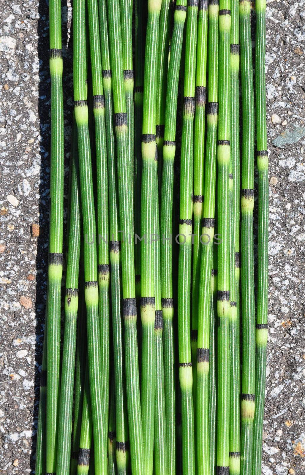 Horsetail by rbiedermann