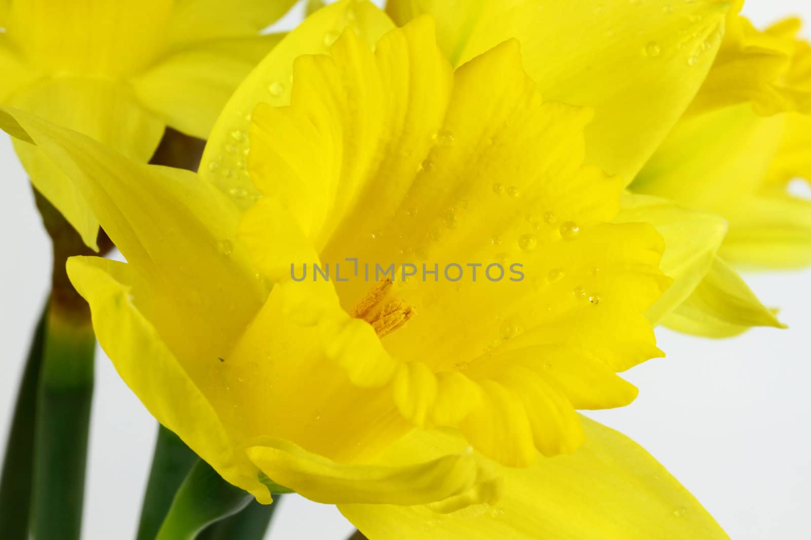Half side close up view of Daffodil flower in full bloom covered with water drops and focusing over top of the Stigma. 