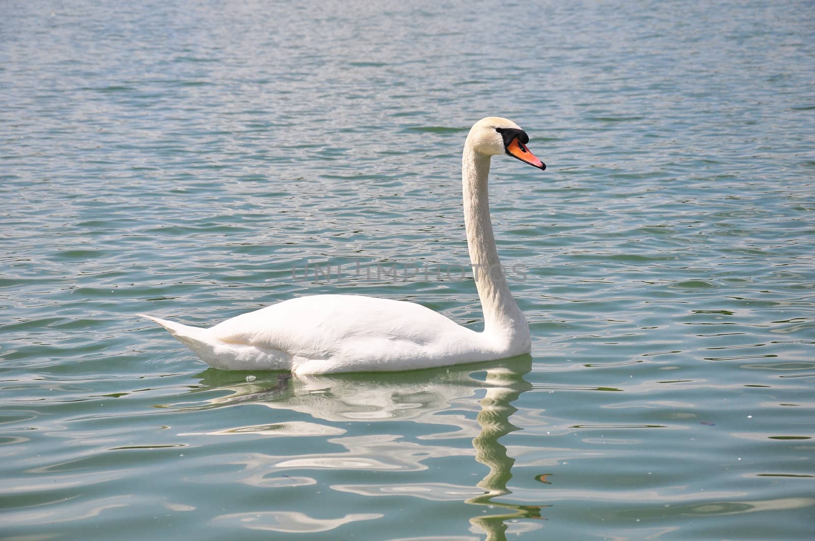 Swan (Cygnus olor) by rbiedermann