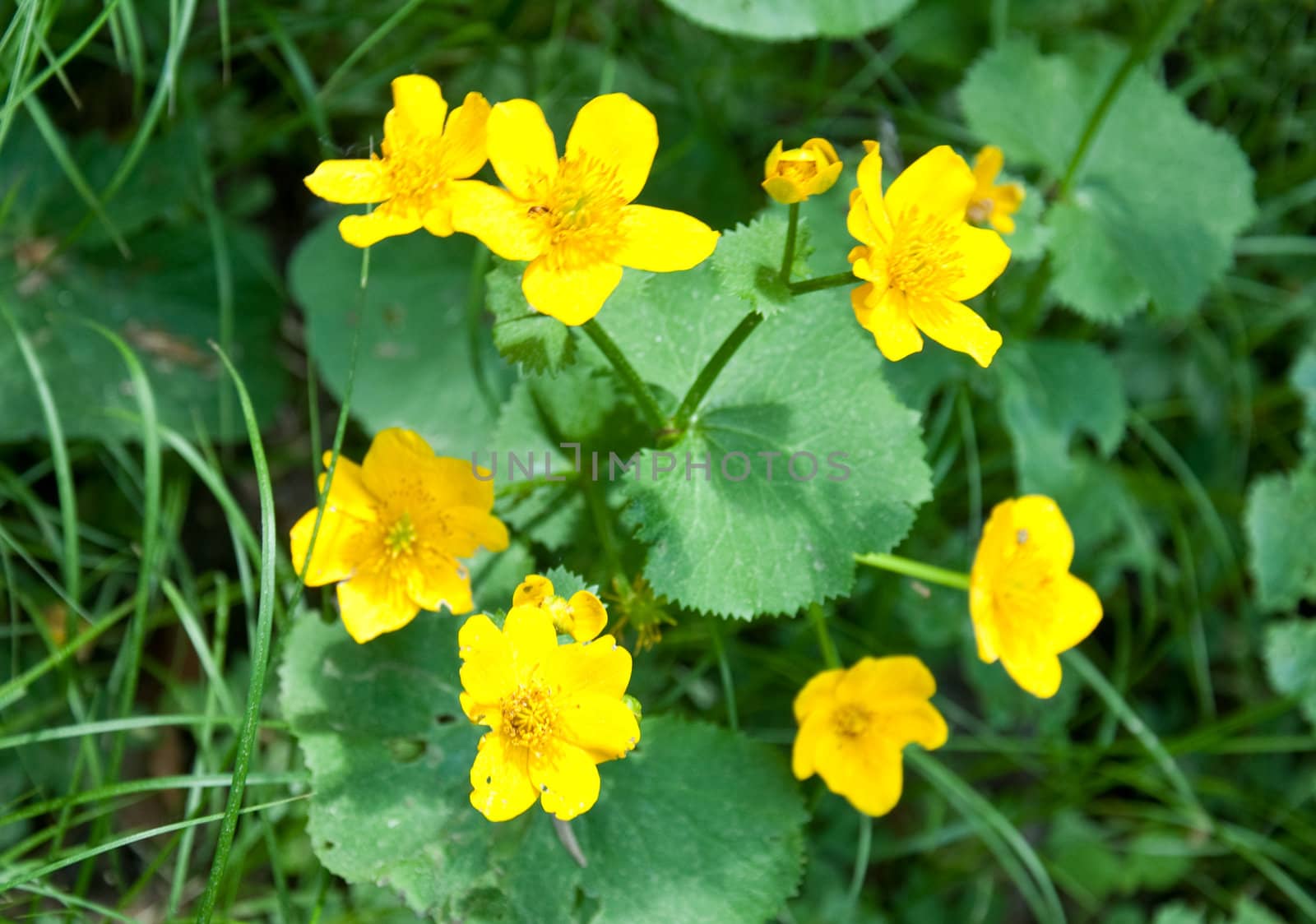 Marsh marigold (Caltha palustris) by rbiedermann