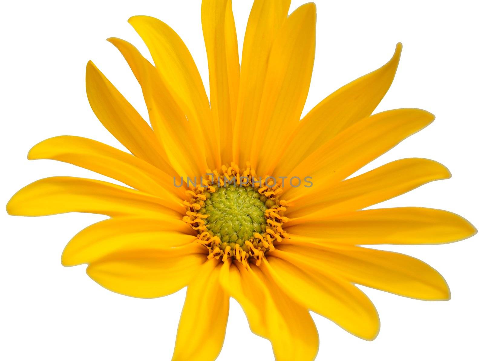 Small sunflower