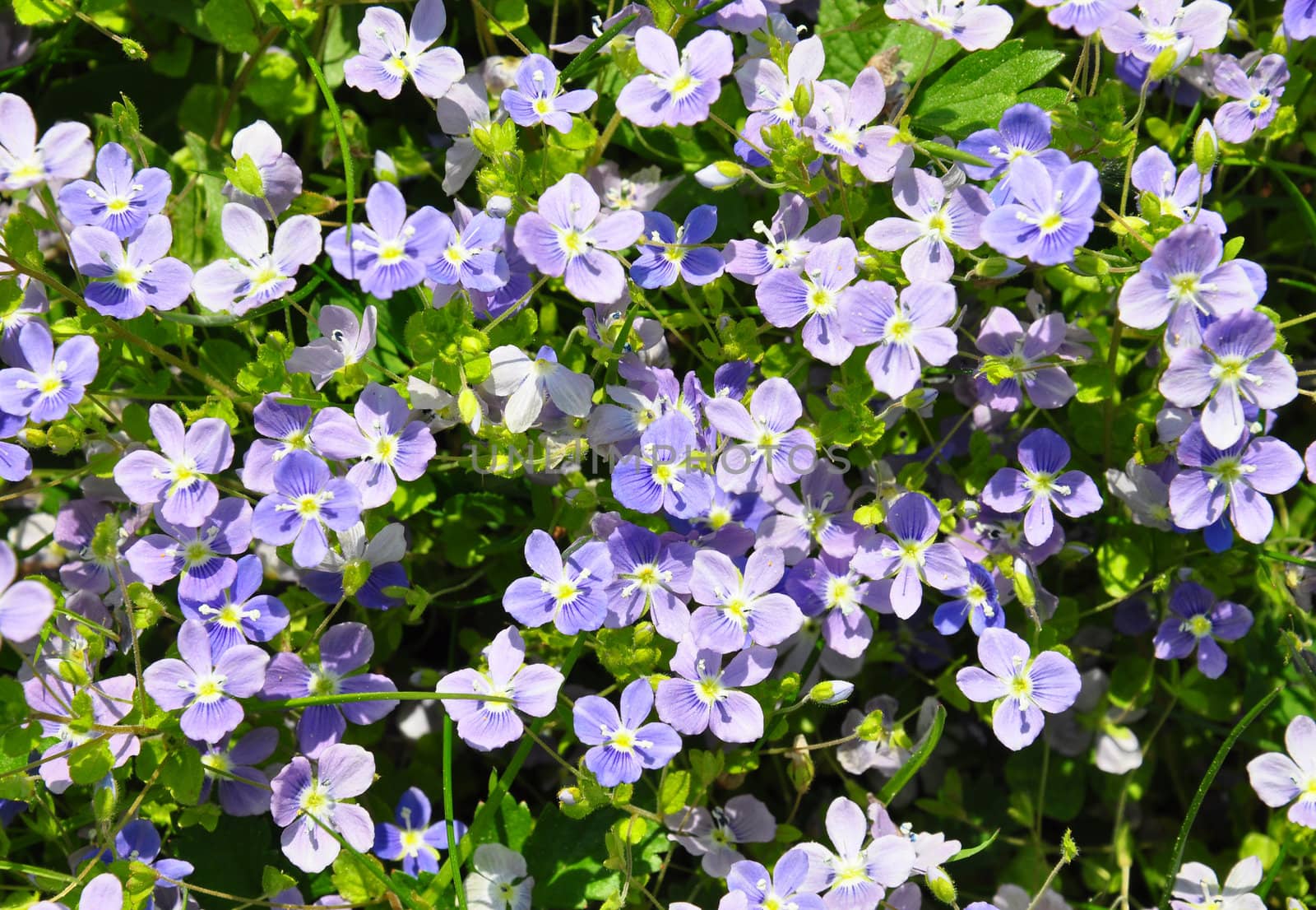 Slender speedwell (Veronica filiformis) by rbiedermann