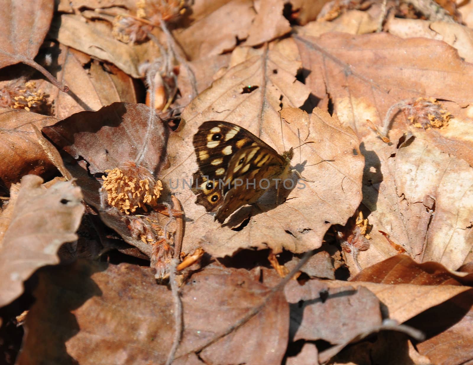 Speckled wood (Pararge aegeria)  by rbiedermann