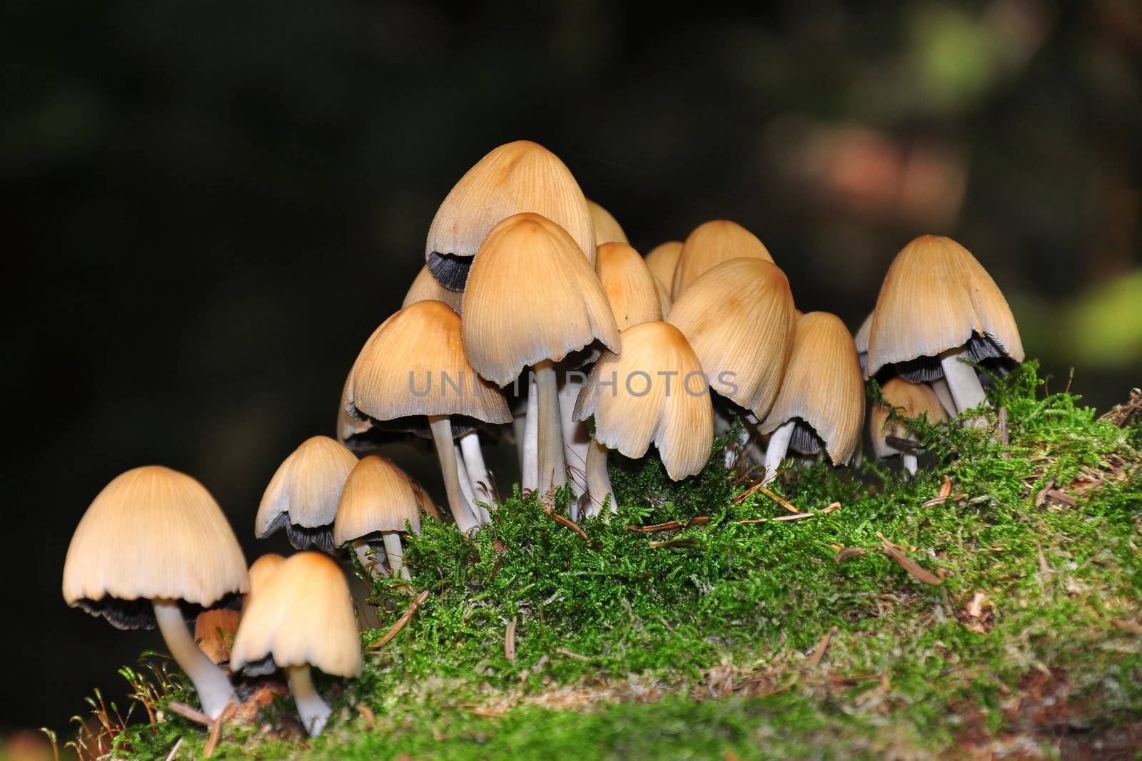 Forest mushrooms by rbiedermann