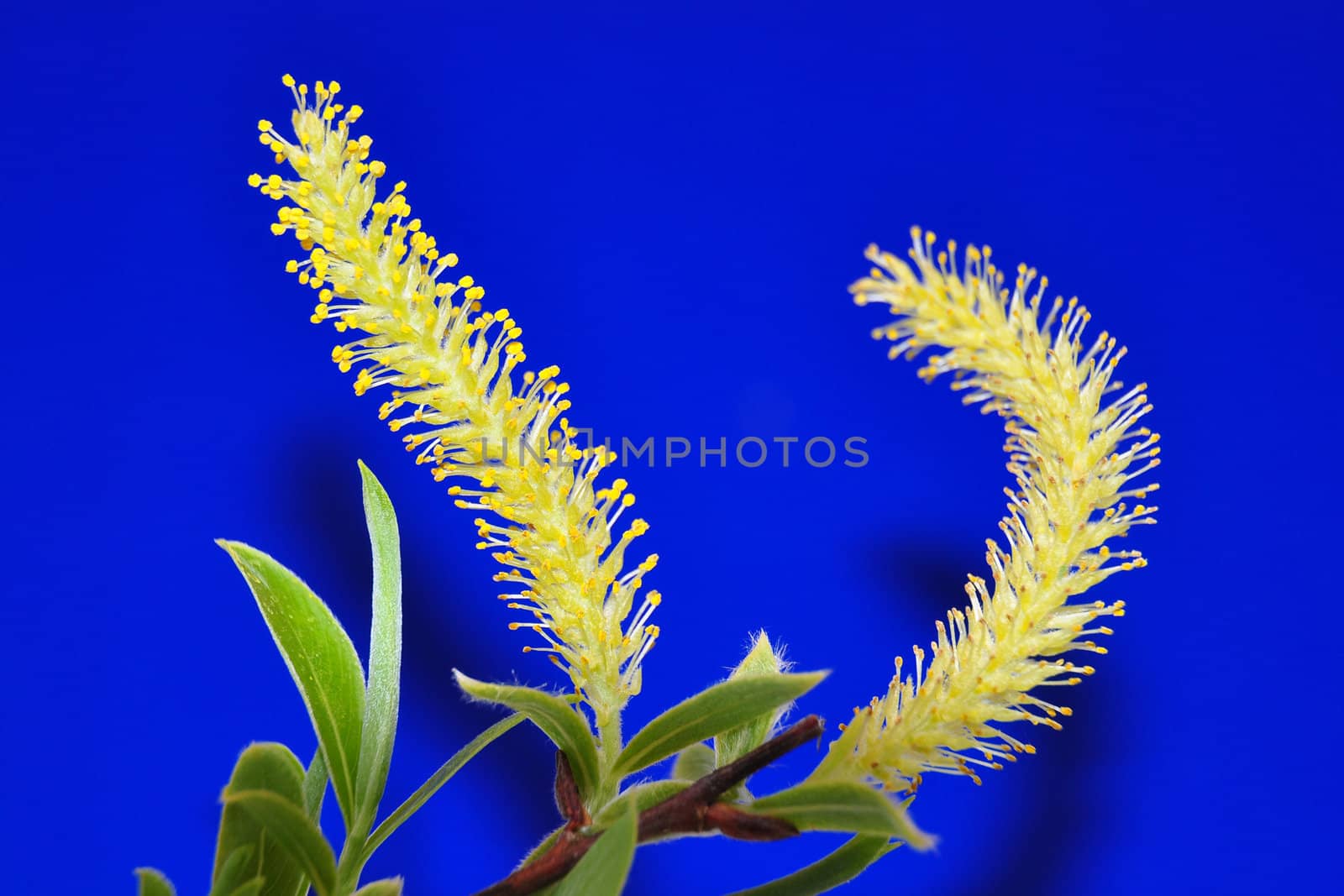 Willow flower (Salix) by rbiedermann