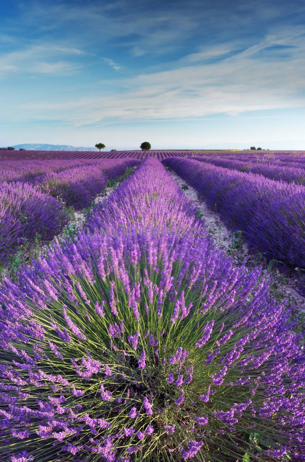 Lavender field in Provence in the early hours of the morning by akarelias